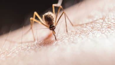 Difendersi dalle zanzare