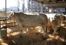 Fiera Regionale del Bovino Carmagnola 2025