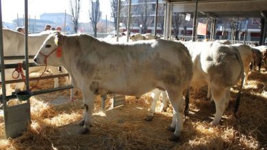 Fiera Regionale del Bovino Carmagnola 2025