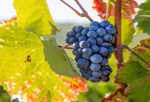 vendemmia 2026
