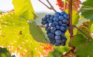 vendemmia 2026