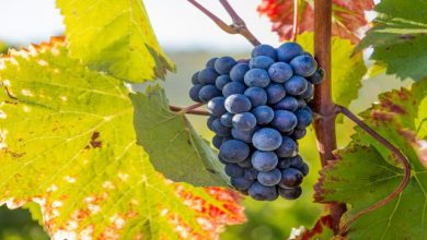 vendemmia 2026