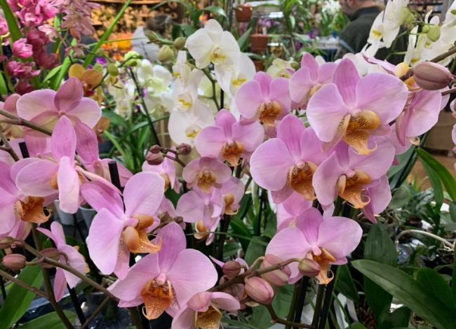 Orchiday 2024