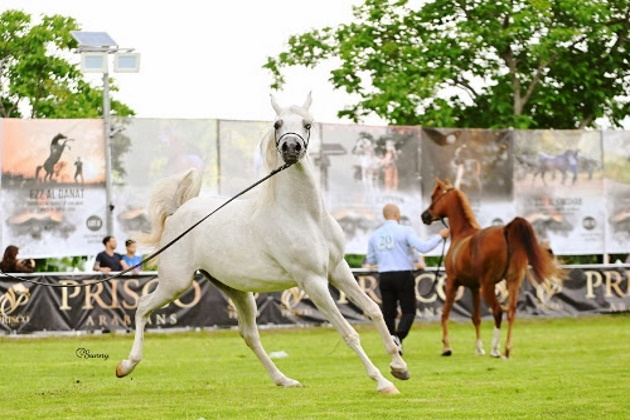Arabians Horse Show