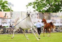 Parco Vigna Arabian Horse Show
