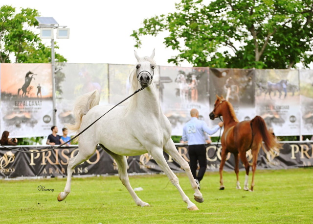Parco Vigna Arabian Horse Show