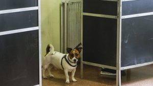 Elezioni europee andare a votare con il cane