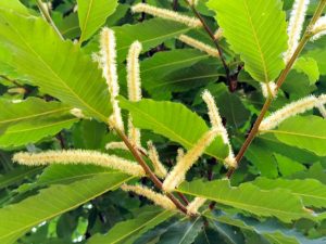 Festa della fioritura dei castagni