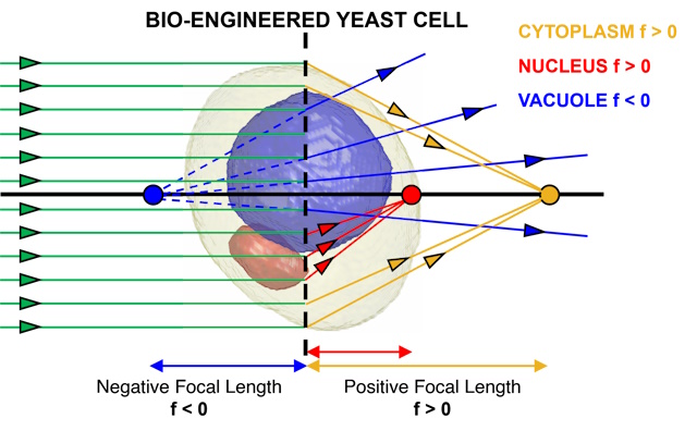 compartimenti intracellulari all'interno di cellule di lievito