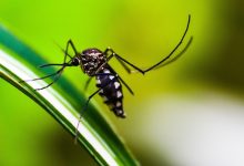 450 i casi Dengue in Italia