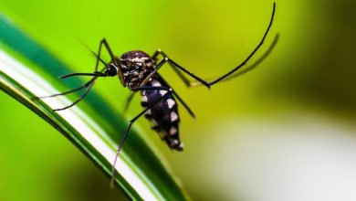 450 i casi Dengue in Italia