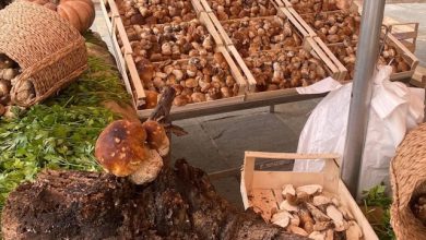 L’estate a Cirié funghi in piazza
