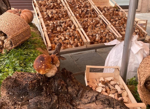 L’estate a Cirié funghi in piazza