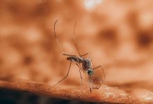 Virus West Nile