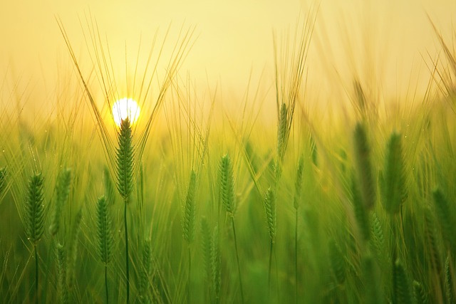 agricoltura in Piemonte