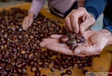 Mercato delle Castagne