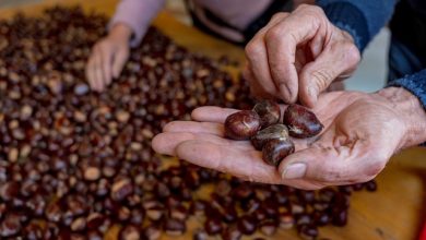 Mercato delle Castagne