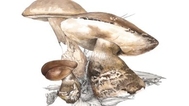 Calendario Naturalistico 2025