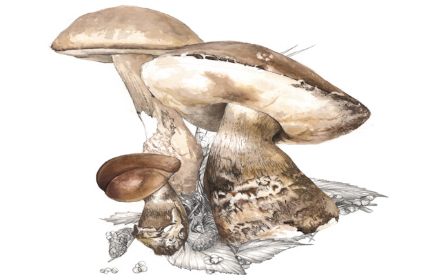 Calendario Naturalistico 2025