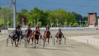 ippodromo di Vinovo otto corse dedicate alla Svezia