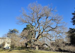 alberi monumentali Campiglione fenile