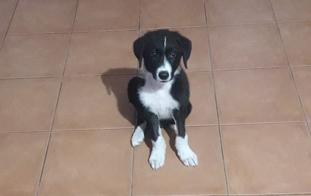 Animali da compagnia