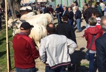 Fiera Vitello Grasso 2026