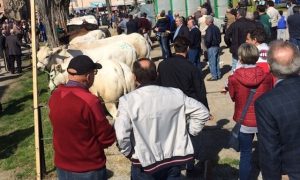 Fiera Vitello Grasso 2026