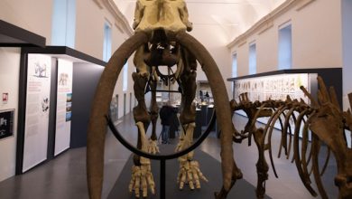 Museo Regionale di Scienze Naturali Torino