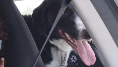 possesso responsabile dei cani