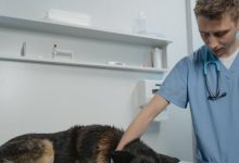 veterinario rabbia