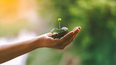 Piano Nazionale Sementi Biologiche PNSB CREA