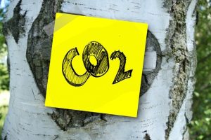 Crediti di Carbonio forestali