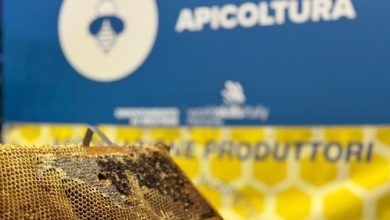 Il regno delle api 2025-26