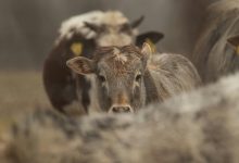 Giornata Nazionale della Prevenzione Veterinaria
