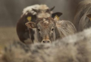 Giornata Nazionale della Prevenzione Veterinaria