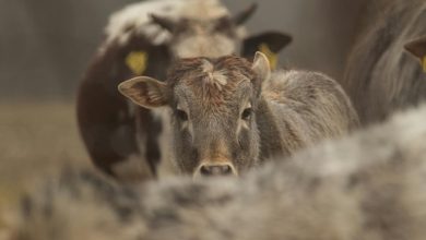 Giornata Nazionale della Prevenzione Veterinaria