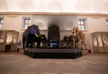 Museo Regionale di Scienze Naturali gratis agosto