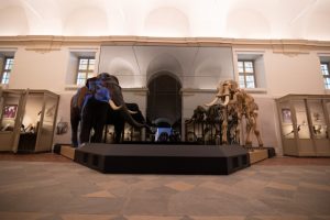 Museo Regionale di Scienze Naturali gratis agosto