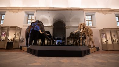 Museo Regionale di Scienze Naturali gratis agosto