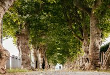 Viale napoleonico o dei platani Cherasco Green Up