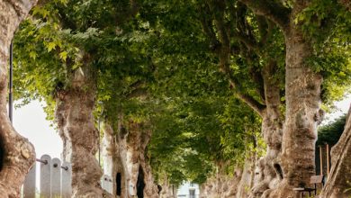Viale napoleonico o dei platani Cherasco Green Up