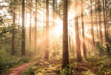 Giornata Internazionale delle Foreste