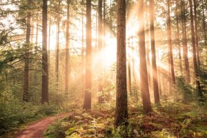 Giornata Internazionale delle Foreste