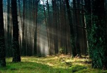 disturbi sulle foreste europee