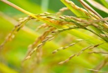 Riso Confcooperative Agroalimentare e Pesca Piemonte