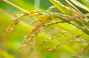 Riso Confcooperative Agroalimentare e Pesca Piemonte