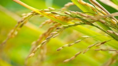 Riso Confcooperative Agroalimentare e Pesca Piemonte