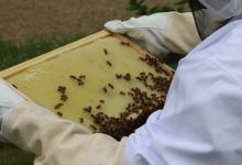 Api Mercato Contadino di Campagna Amica