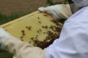 Api Mercato Contadino di Campagna Amica